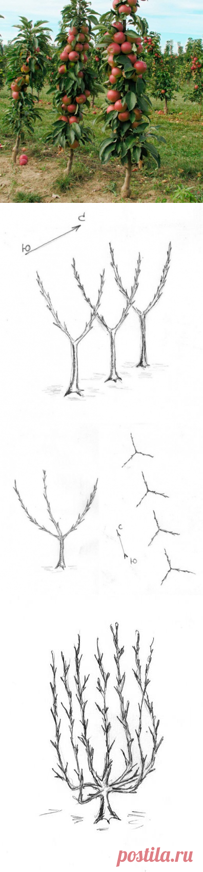 Карликовые, или колоновидные яблони – путь к высокому урожаю - Ботаничка.ru