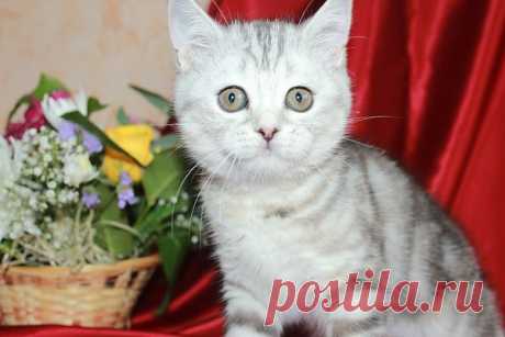 скоттиш-страйт, кошка,чёрная серебристая мраморная черепаха.