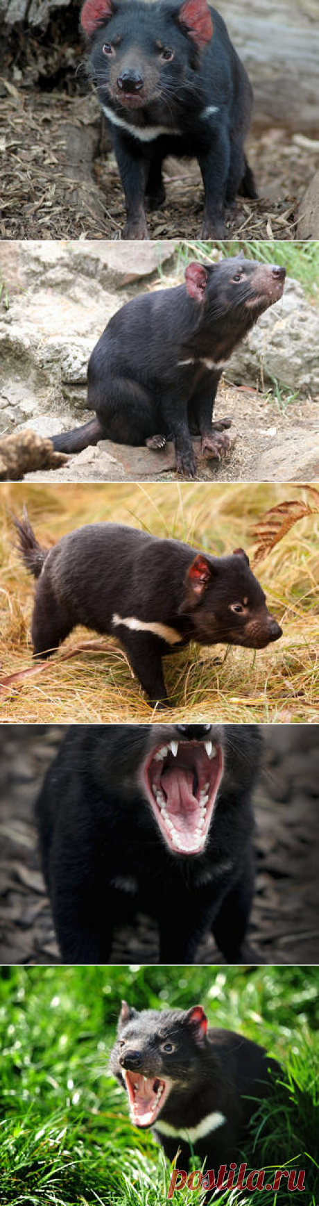 Смотреть изображения тасманских дьяволов | Зооляндия