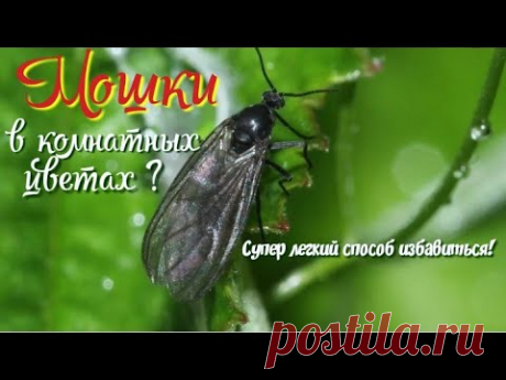 Мошки в комнатных цветах ? Супер легкий способ  избавиться.