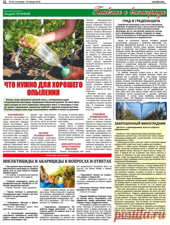 Что нужно для хорошего опыления винограда. Защита винограда от града