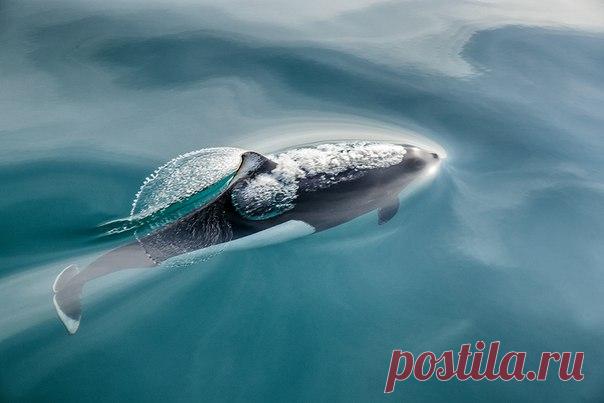 Фото дня. Белокрылая морская свинья.