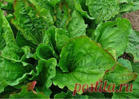 Llanten: para qué sirve. Conoce sus propiedades y beneficios