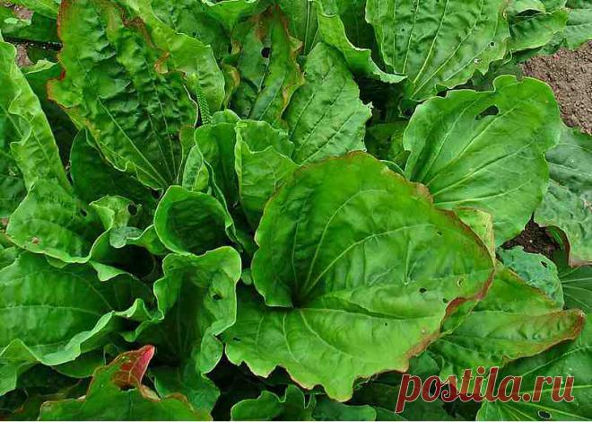 Llanten: para qué sirve. Conoce sus propiedades y beneficios