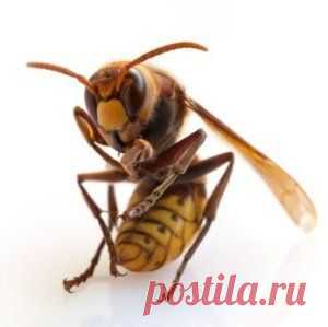(350) Pinterest: инструмент для поиска и хранения интересных идей