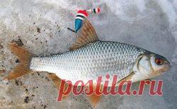 Как я осваивал поплавочную снасть «кобылка» Всем привет! Не прошло и пары дней, как я снова побывал на рыбалке. А как тут не поехать на любимое увлечение, если всю неделю стоит солнечная и безветренная погода, сильных морозов нет, лишь...