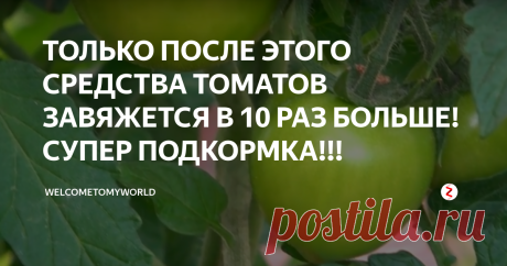 ТОЛЬКО ПОСЛЕ ЭТОГО СРЕДСТВА ТОМАТОВ ЗАВЯЖЕТСЯ В 10 РАЗ БОЛЬШЕ!СУПЕР ПОДКОРМКА!!! Доброго времени суток, уважаемые садоводы, в сегодняшней статье я хочу поделиться с Вами замечательной подкормкой для томатов.
Эту подкормку лучше всего проводить, когда идет начало цветения. Потрясающий результат!
Фото из личной теплицы. Последствия подкормки и правильному уходу.
Подкормка идет, как и профилактика от болезней, т. к. в составе будет бор и йод. Повышается созревание, и конечно же,