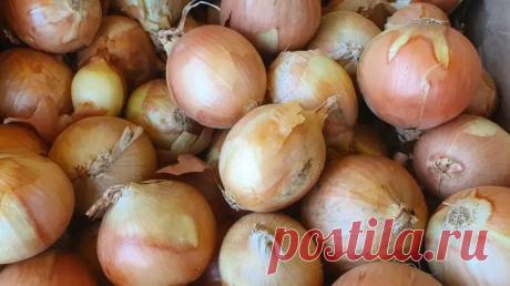 Почему луковую шелуху нельзя выбрасывать: на заметку всем дачникам, и лишь единицы знают, какое чудо случится потом. Когда весной начинается подготовка грядок, дачники спешат внести удобрения и улучшить почву.