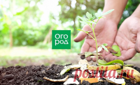 Что положить в лунку при посадке помидоров: 10 рецептов от читателей | На грядке (Огород.ru)