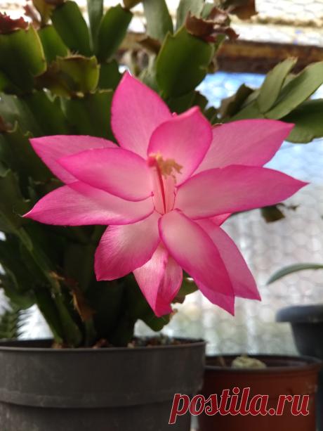 CACTUS DE NAVIDAD