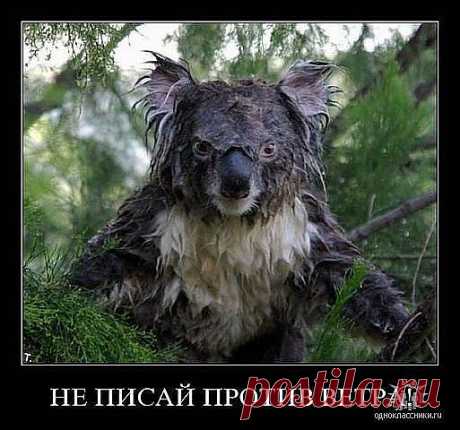 Улыбнись!