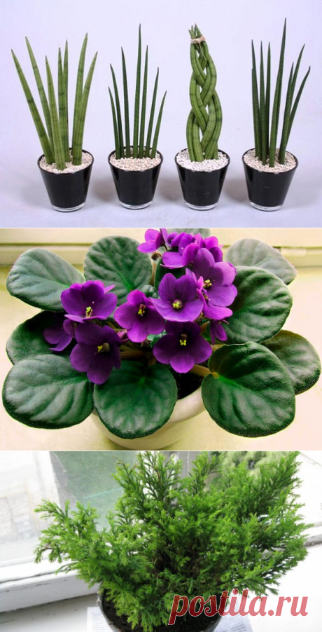 Цветы для детской комнаты, 12 лучших