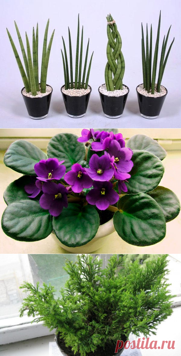 Цветы для детской комнаты, 12 лучших