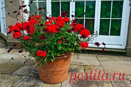 Не цветет герань — причины и решения | О Фазенде. Загородная жизнь | Яндекс Дзен