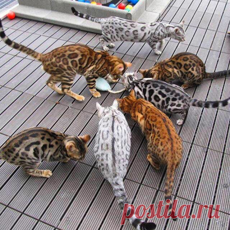 Фото Bengal Cats в Instagram • Ноя 24 2015 в 7:42 UTC Смотрите это фото от @bengal_cats на Instagram • Отметки «Нравится»: 2,941