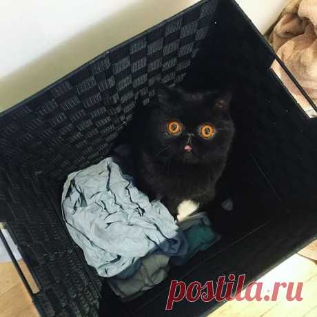 Кот Гремлин / Питомцы