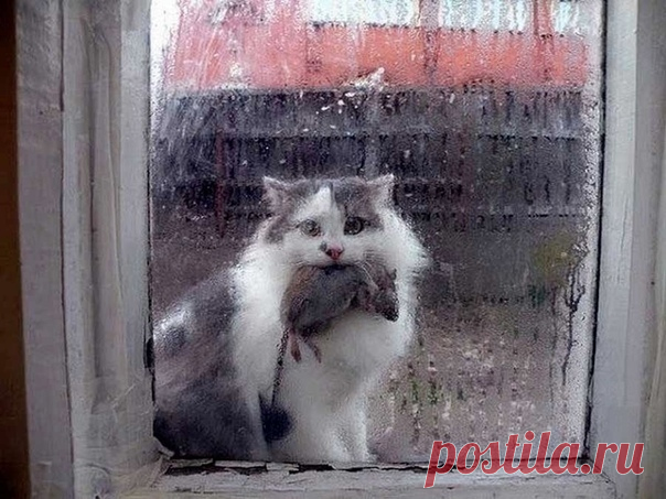 Мой Мир@Mail.Ru