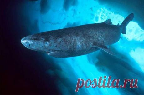 10 долгожителей животного мира