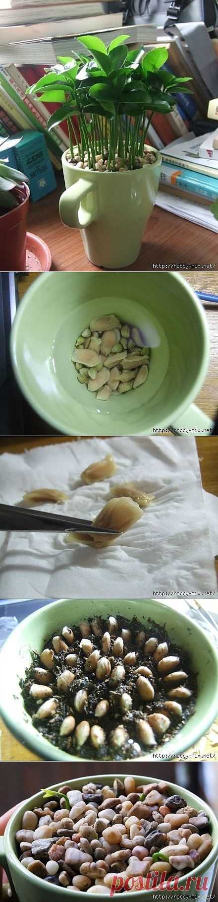 Зеленый островок или как вырастить грейпфрут (лимон) в чашке.