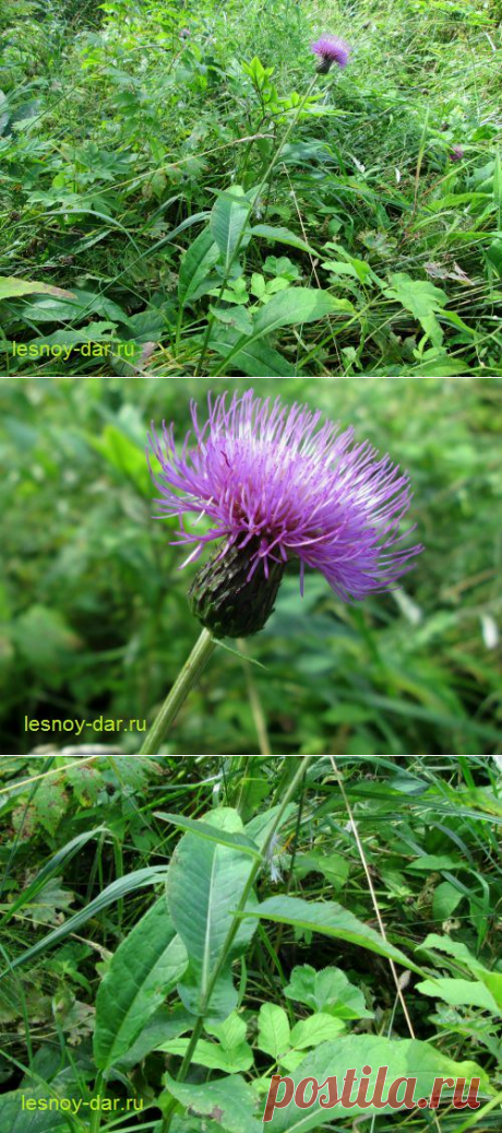 Бодяк разнолистный | Лесная кладовая