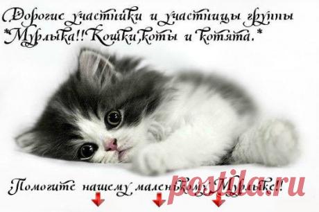 Давайте поможем любимому сообществу стать еще больше и популярней.Для этого нажмите на надпись *Пригласить друзей* (она находится слева,под рисунком котенка) и разошлите приглашения всем своим друзьям.Так вы сможете общаться с большим количеством людей в группе и получать еще больше положительных эмоций!
 Всем кто поможет,огромное спасибо от Мурлыки!!