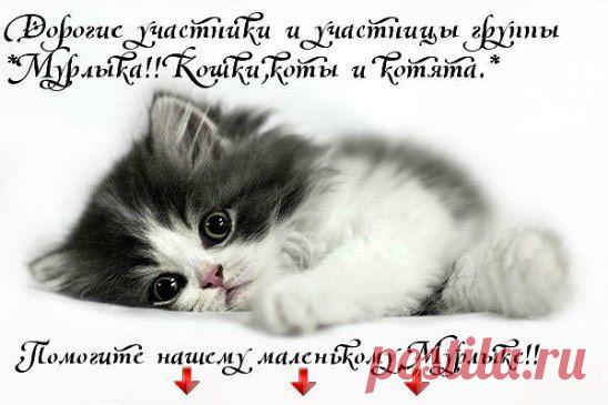 Давайте поможем любимому сообществу стать еще больше и популярней.Для этого нажмите на надпись *Пригласить друзей* (она находится слева,под рисунком котенка) и разошлите приглашения всем своим друзьям.Так вы сможете общаться с большим количеством людей в группе и получать еще больше положительных эмоций!
 Всем кто поможет,огромное спасибо от Мурлыки!!