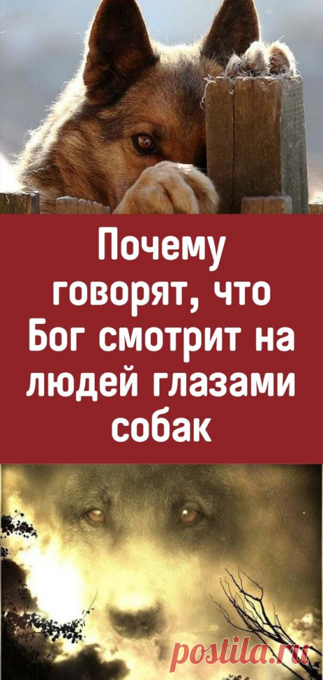 Почему говорят, что Бог смотрит на людей глазами собак