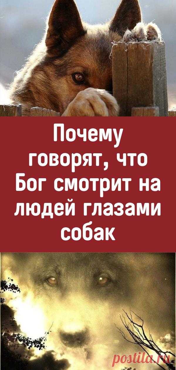 Почему говорят, что Бог смотрит на людей глазами собак