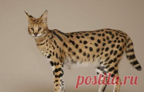 Omigu » 18 Hybrid Animals That Are Hard To Believe Actually Exist