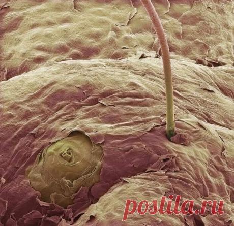 (37) Биолог показал как выглядят ткани человеческого тела, если посмотреть на них с помощью электронного микроскопа - ПолонСил.ру - социальная сеть здоровья - 18 июня - 43405962166 - Медиаплатформа МирТесен Приветствую друзья, в этом статье будет подборка с различными биологическими структурами и тканями человеческого организма, снятыми с помощью электронного микроскопа. Поскольку материала очень много, то придётся разделить его на несколько частей. Постараюсь к каждому из...