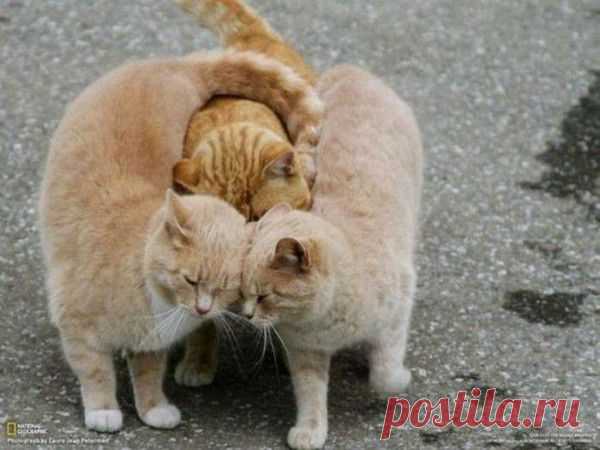 Мой Мир@Mail.Ru