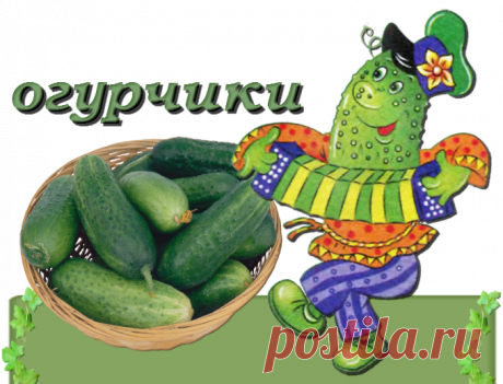 секрет богатого урожая огурцов