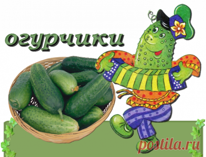 секрет богатого урожая огурцов