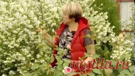 Чубушник (жасмин). Ландшафтные хитрости. Выпуск 105