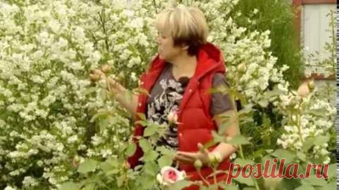 Чубушник (жасмин). Ландшафтные хитрости. Выпуск 105