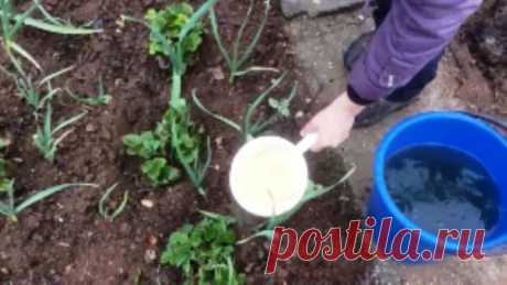 Первая подкормка клубники после зимы