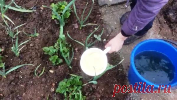 Первая подкормка клубники после зимы