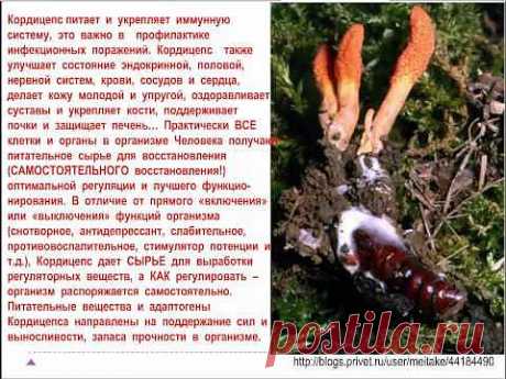 Кордицепс Ольга Шершун 091113 - YouTube