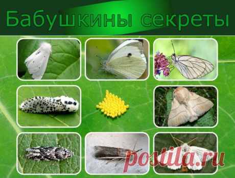 Какие бабочки угрожают вашему урожаю – фото и описания бабочек-вредителей