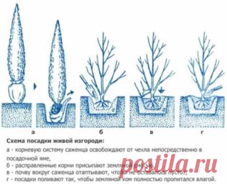 Живая изгородь из туи брабант и смарагд