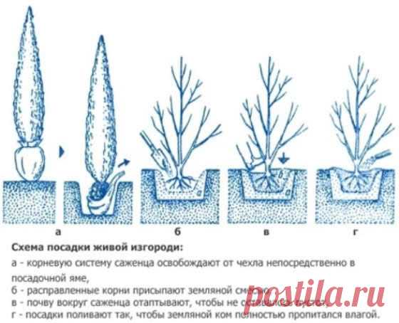 Живая изгородь из туи брабант и смарагд