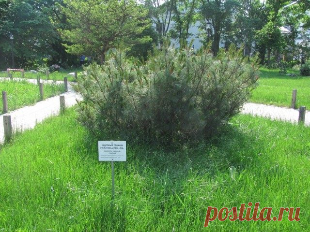 Кедровый стланик, или Сосна карликовая