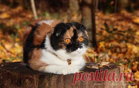 Осенняя Вита