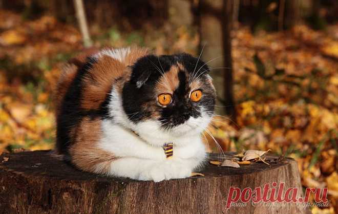 Осенняя Вита