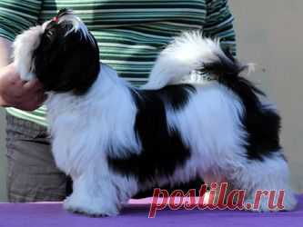 Щенки ши-тцу - Купить щенка ши-тцу Москва - Питомник ши-тцу "Чесвет Лайн", Москва - щенки ши-тцу