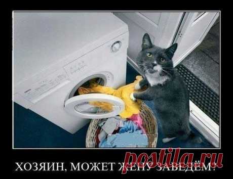 Как знает каждый владелец кошки, кошка не может иметь владельца.