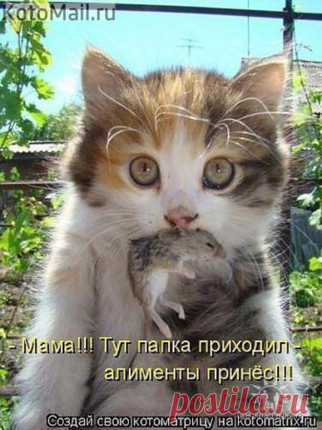 Мышек я люблю! | KotoMail.ru
