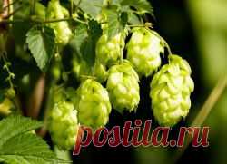 Хмель – полезные свойства и противопоказания.