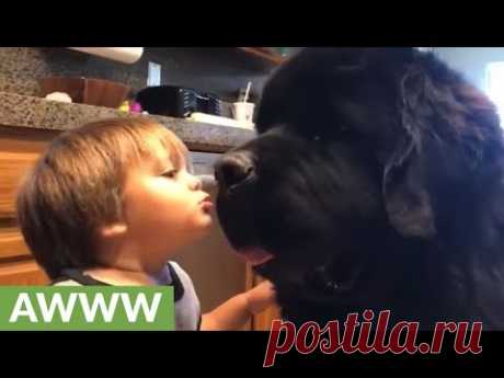Мальчик решил поцеловать огромного ньюфаундленда, а затем пришла очередь песика целовать мальчика! 

 


Дети и животные. Что может быть милее? Особенно, когда они находятся в таких теплых отношениях, как наши сегодняшние герои.
Маленький мальчик Тиган решил поцеловать своего огромного ньюфаундленд…
