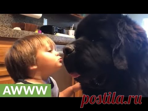 Мальчик решил поцеловать огромного ньюфаундленда, а затем пришла очередь песика целовать мальчика! 

 


Дети и животные. Что может быть милее? Особенно, когда они находятся в таких теплых отношениях, как наши сегодняшние герои.
Маленький мальчик Тиган решил поцеловать своего огромного ньюфаундленд…